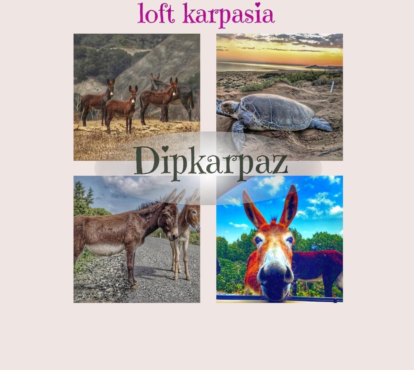 Loft Karpasia Rizokarpaso Eksteriør bilde